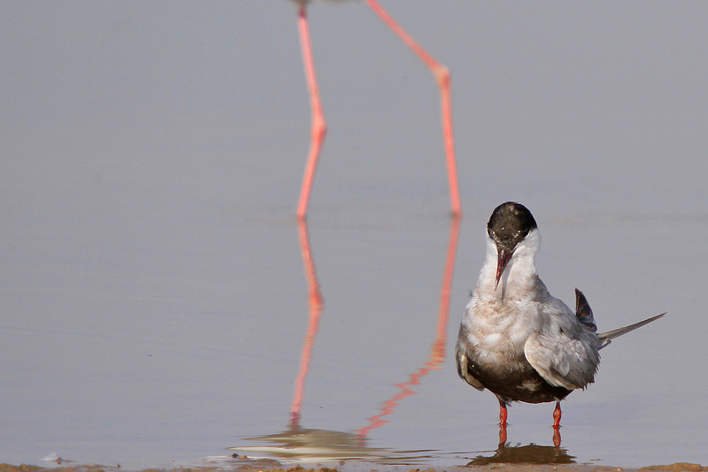 Whiskered Tern