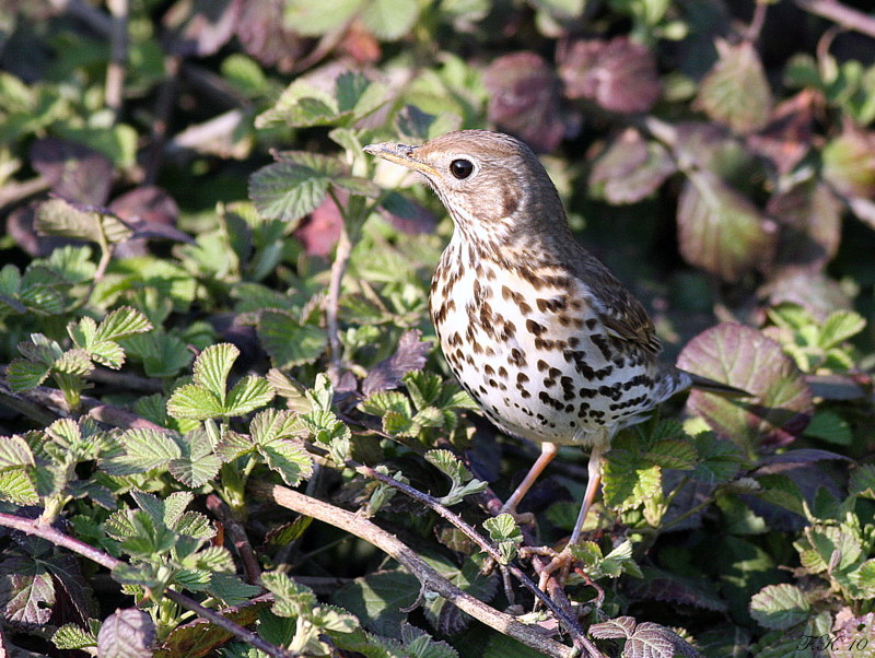 Song Thrush