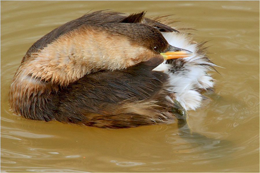 Little Grebe