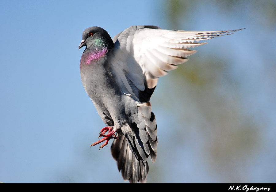 Rock Dove