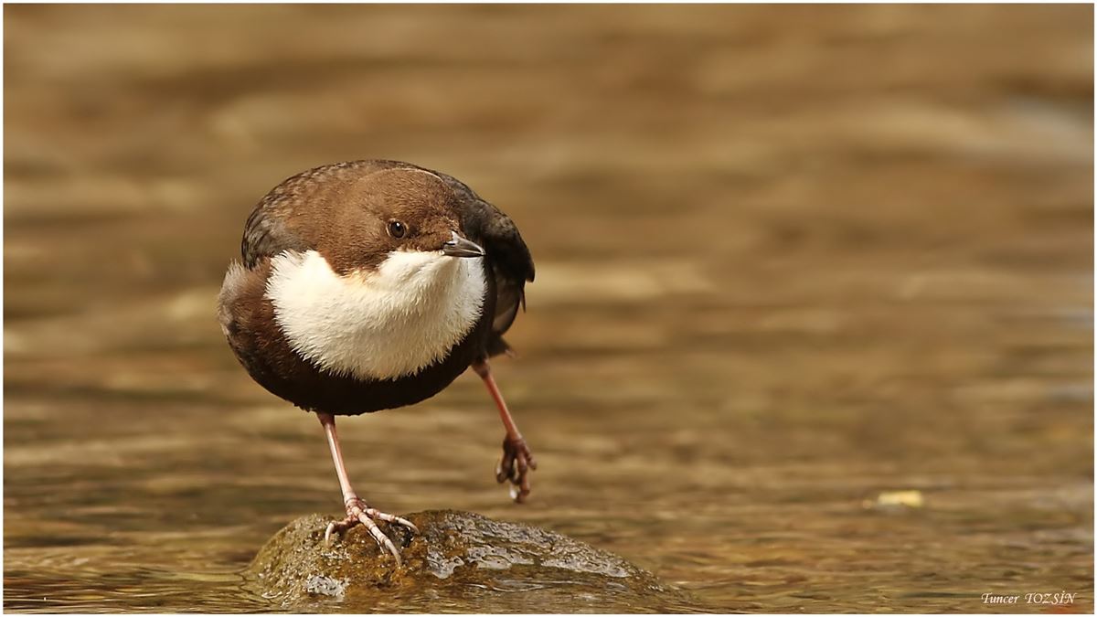 White-throated Dipper