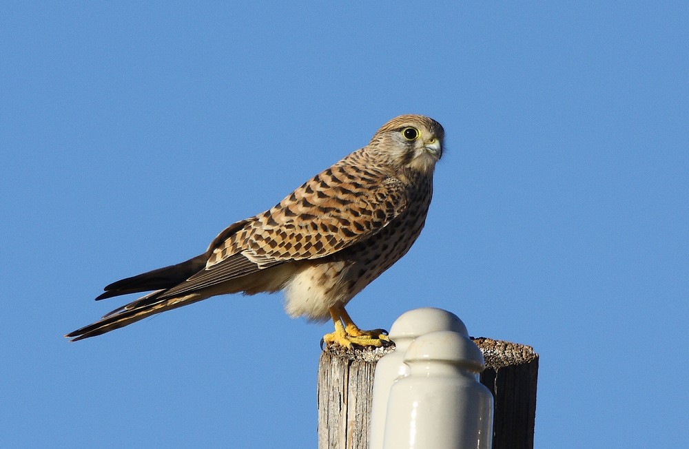 Common Kestrel
