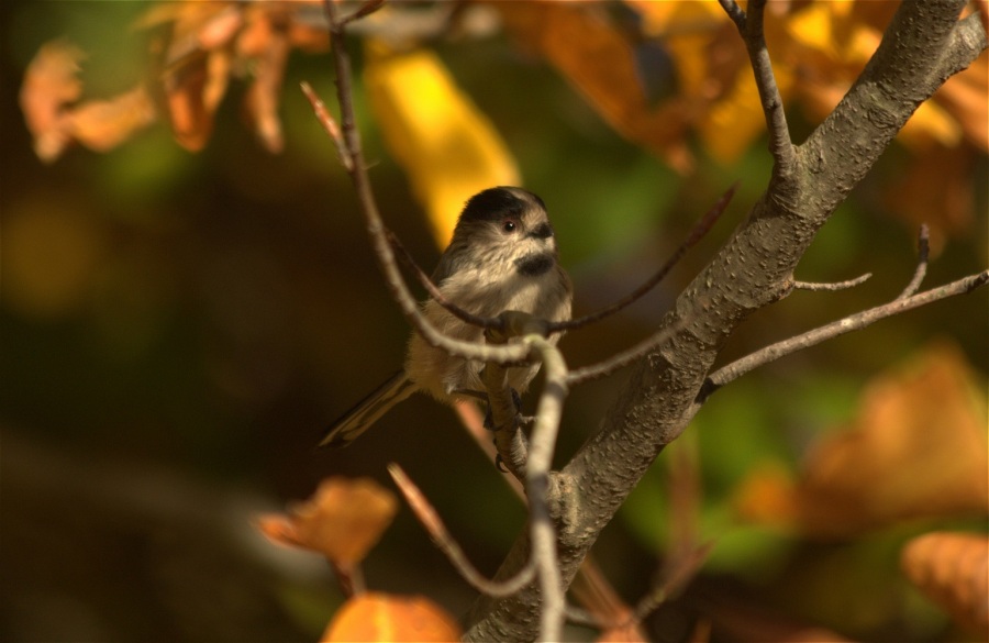 Long-tailed Tit