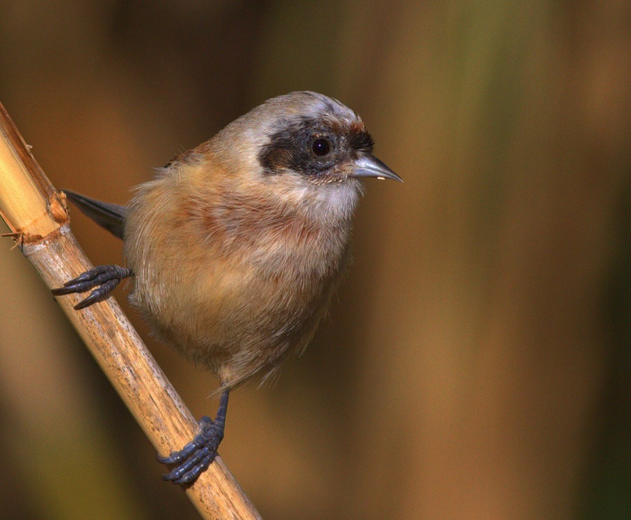 Eurasian Penduline Tit