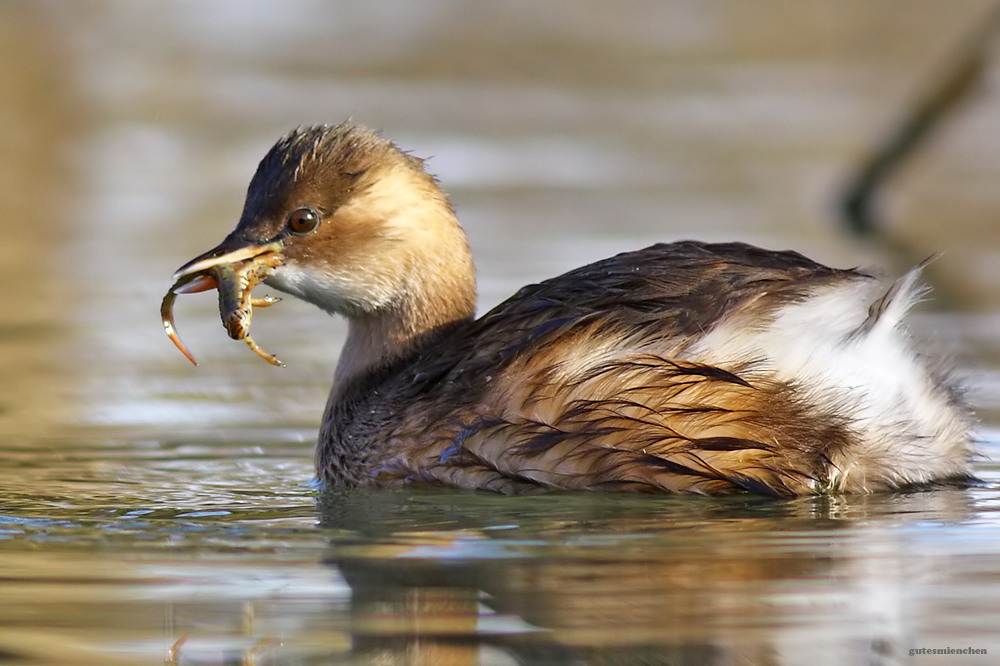 Little Grebe