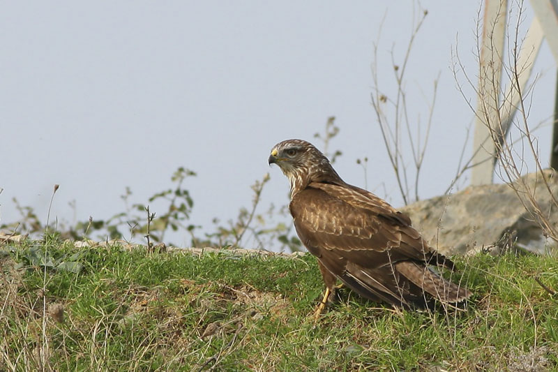 Common Buzzard