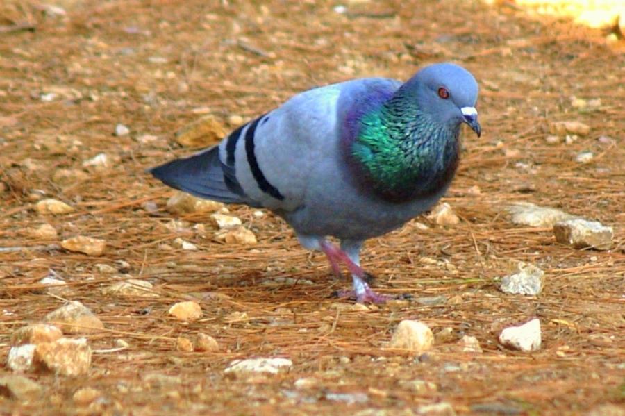 Rock Dove