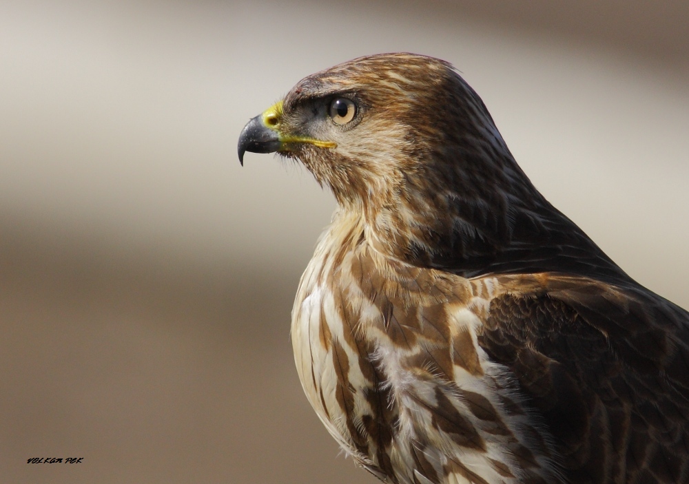 Common Buzzard