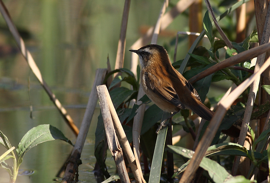 Moustached Warbler