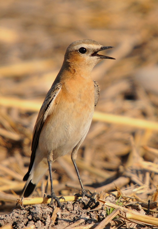 Northern Wheatear
