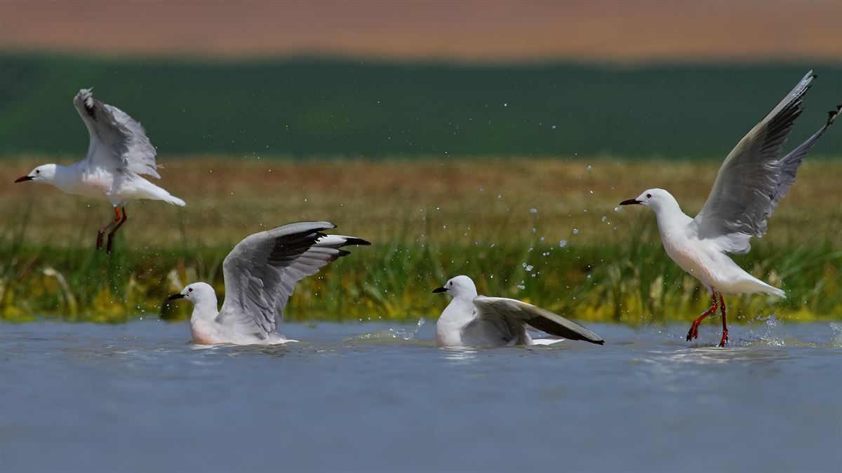 Slender-billed Gull