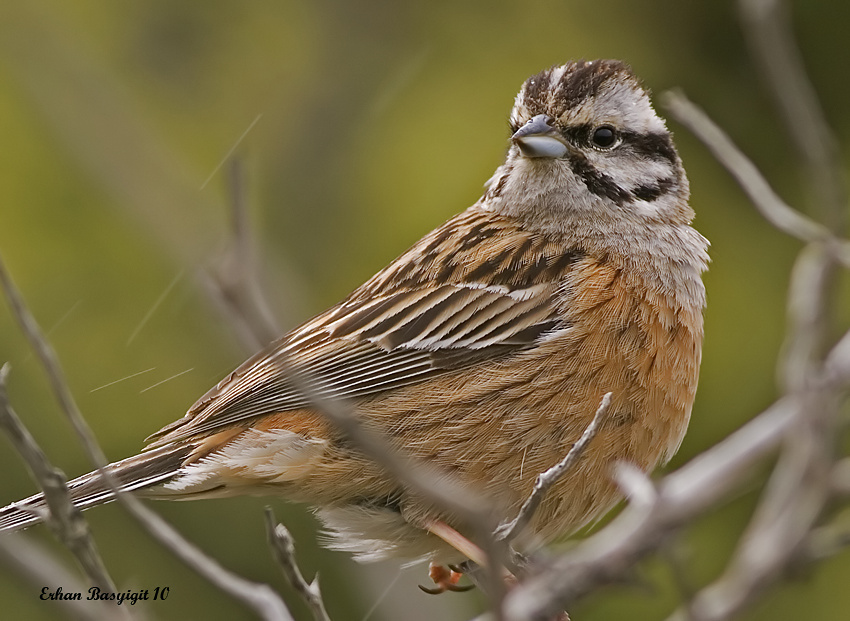 Rock Bunting