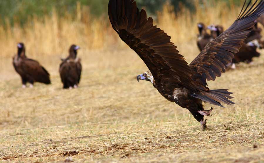 Cinereous Vulture