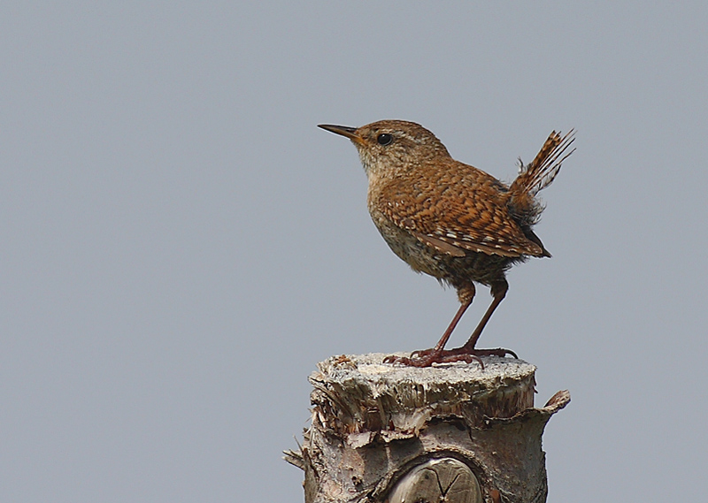 Eurasian Wren