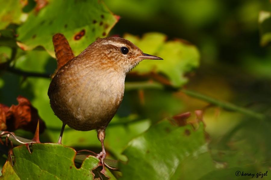 Eurasian Wren