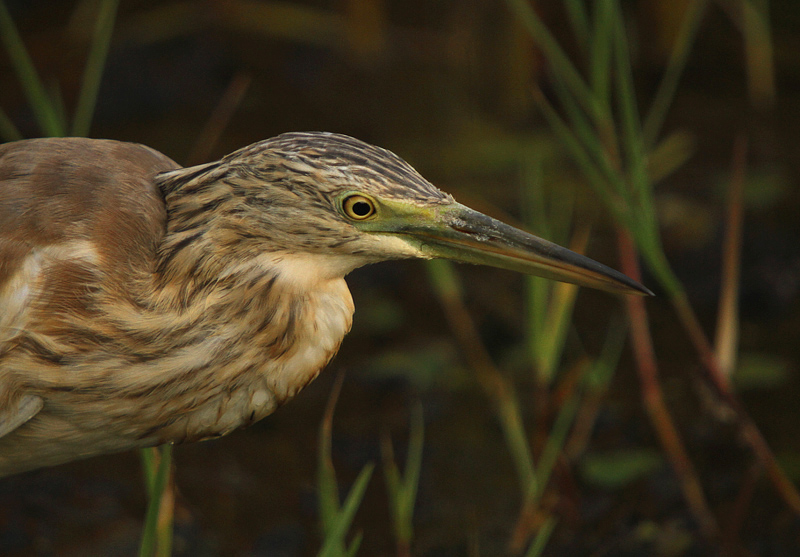 Squacco Heron