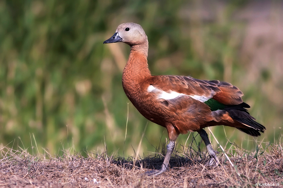 Ruddy Shelduck