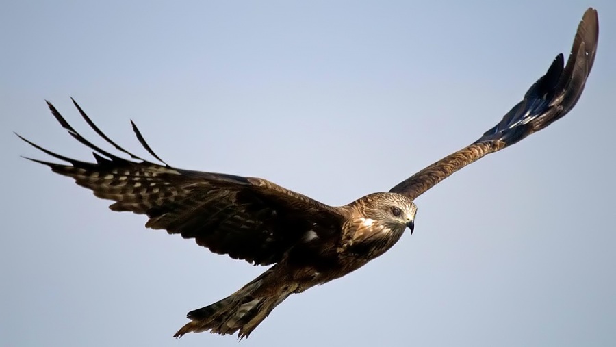 Black Kite