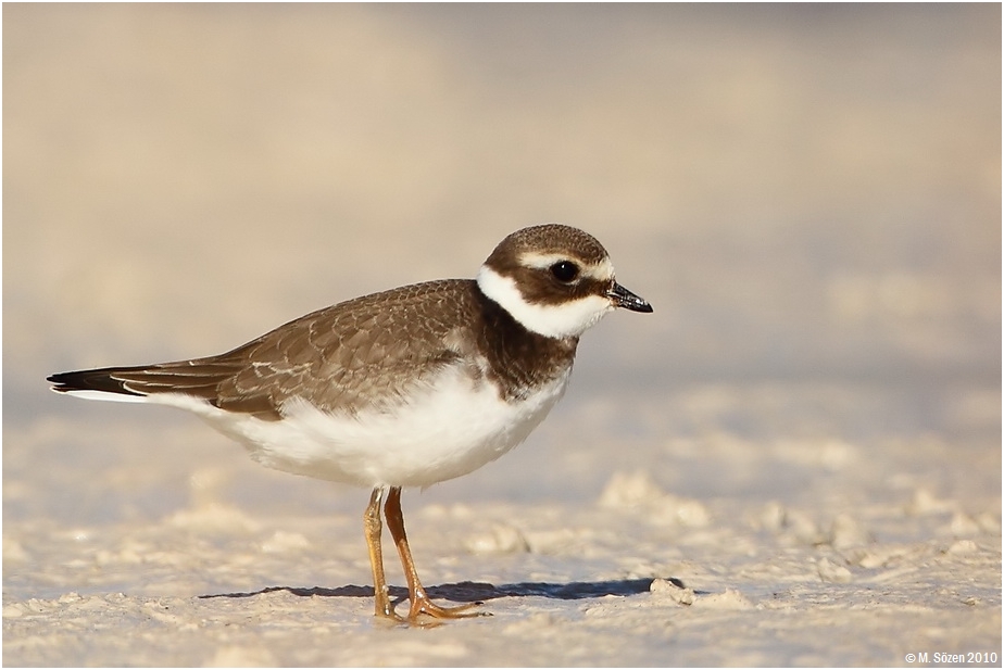 Common Ringed Plover