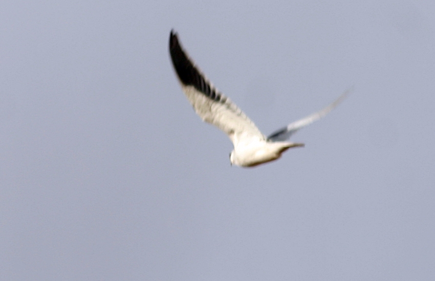 Black-winged Kite