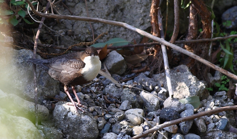 White-throated Dipper