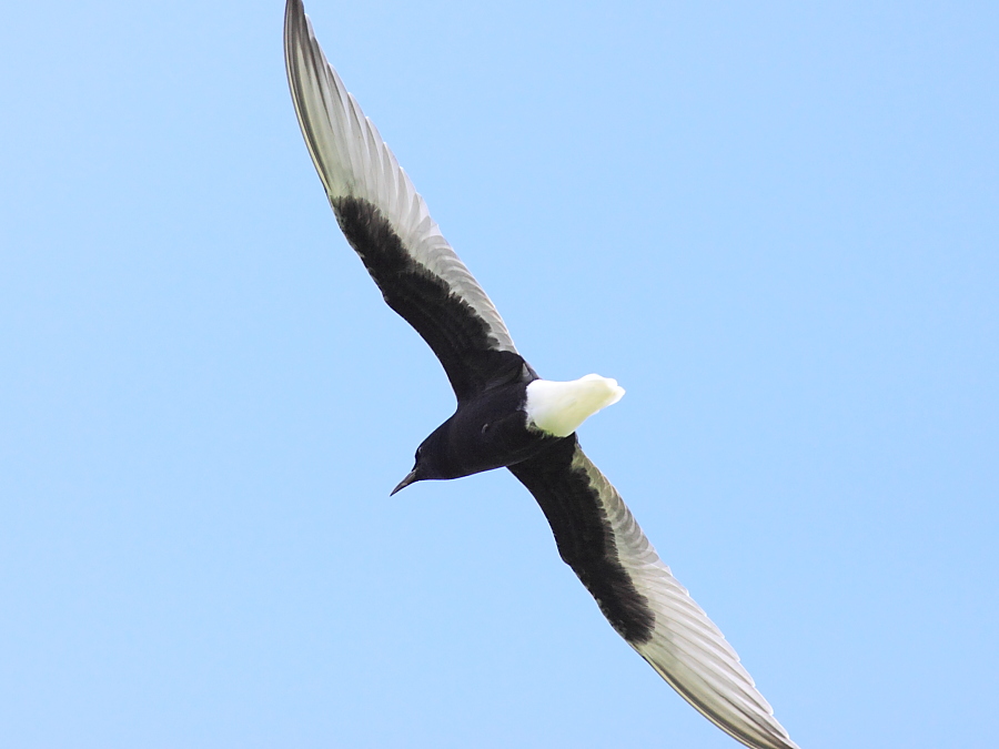 White-winged Tern