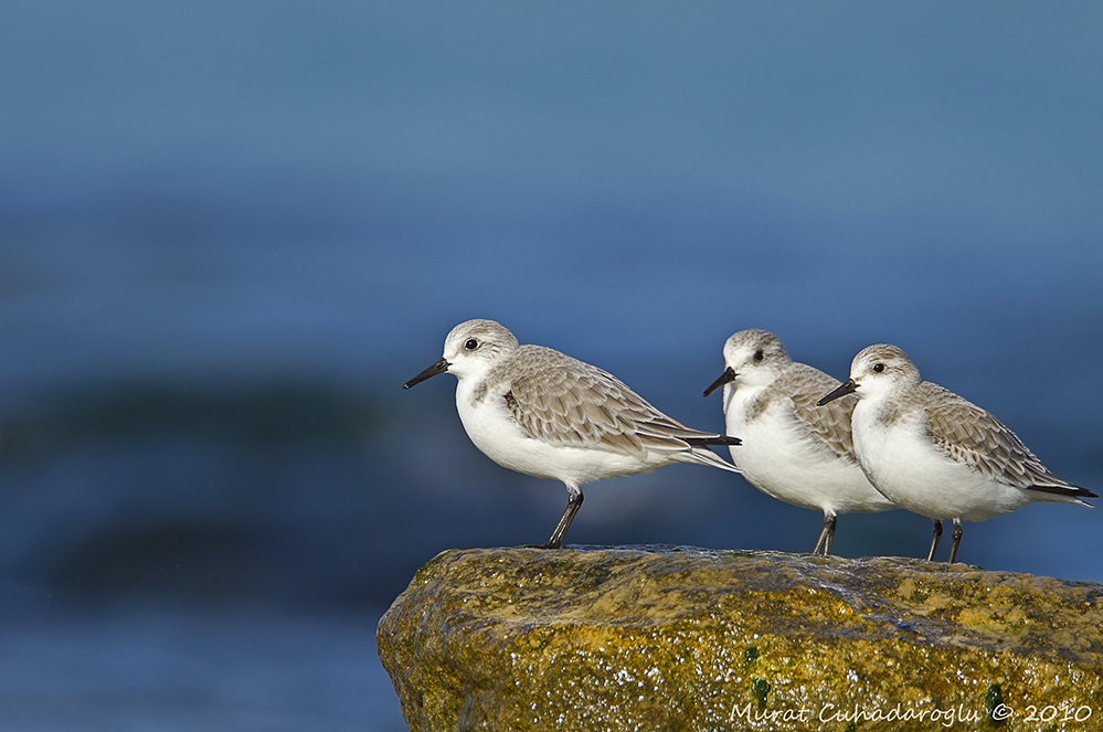 Sanderling