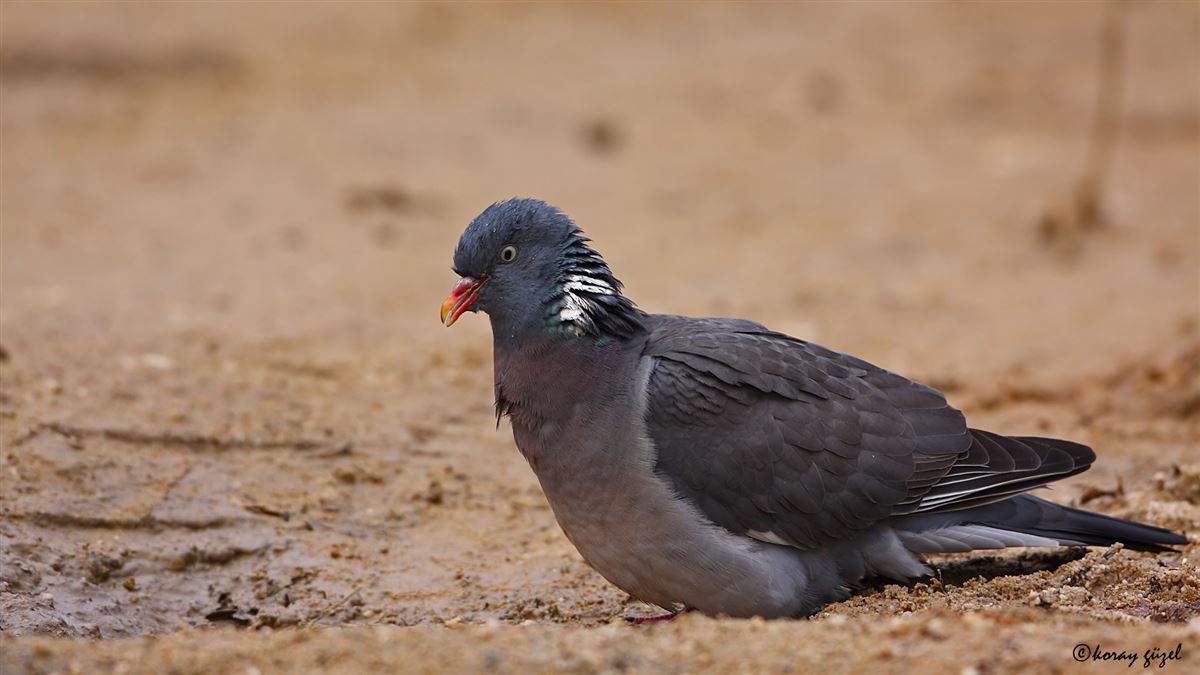 Common Wood Pigeon