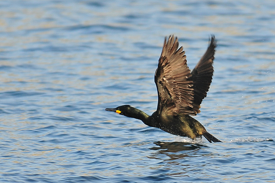 European Shag