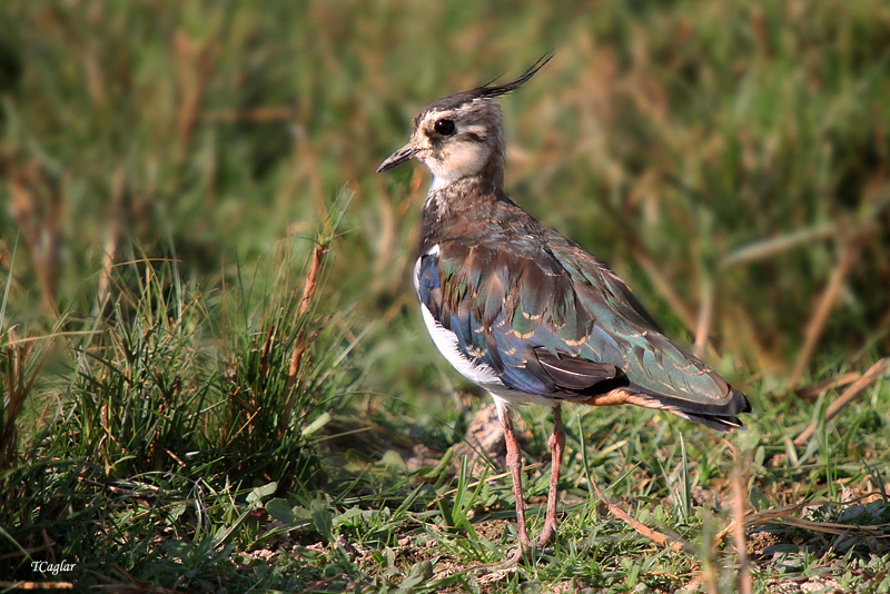 Northern Lapwing