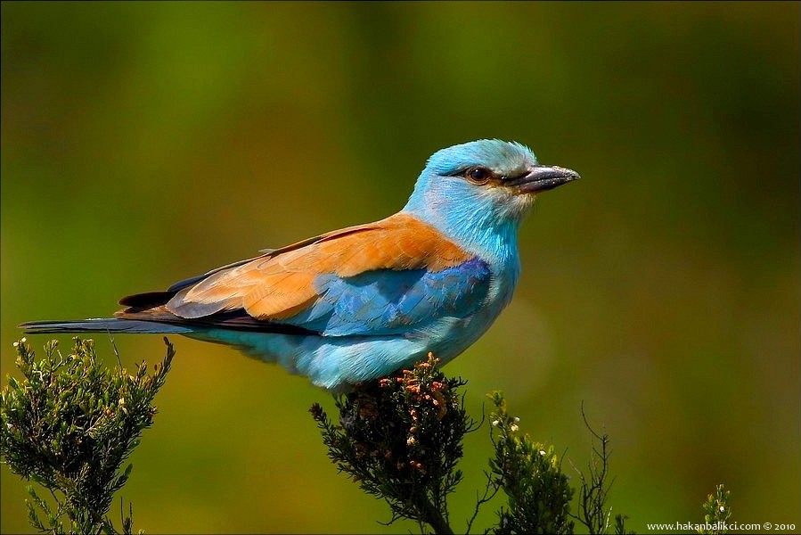 European Roller