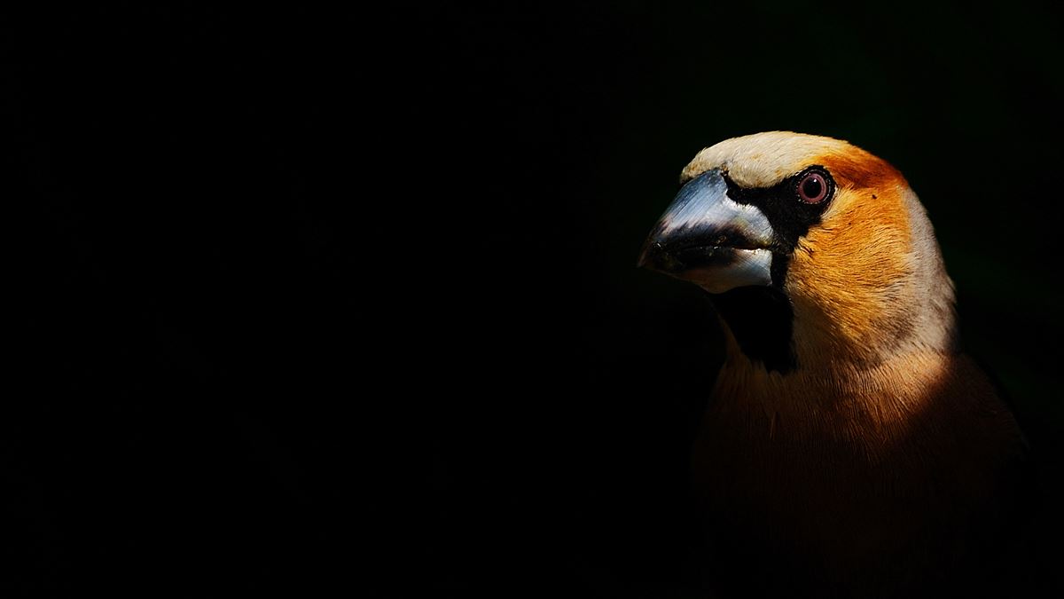 Hawfinch