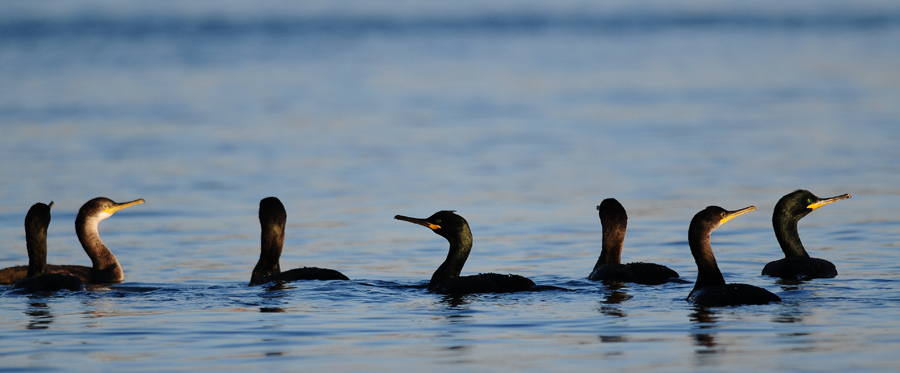 European Shag