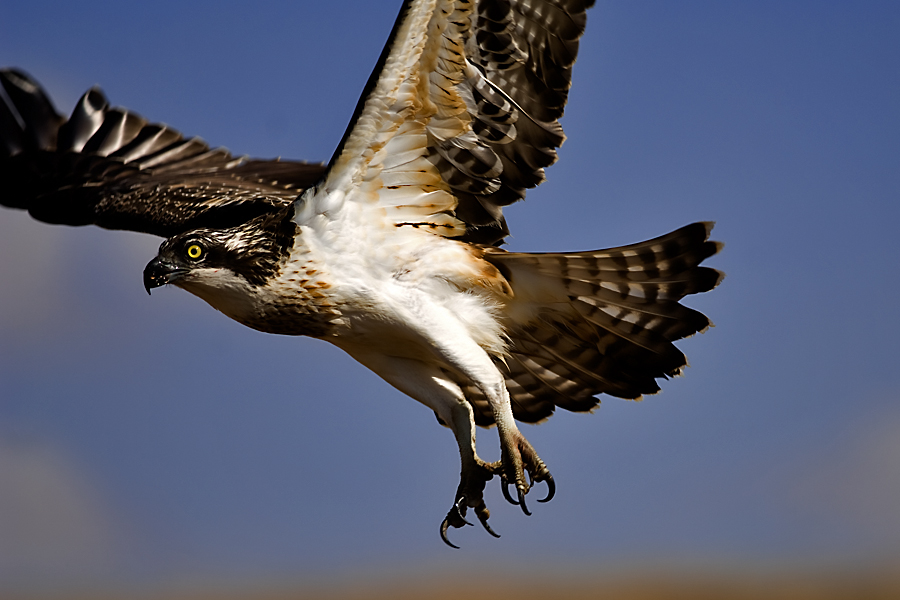 Osprey