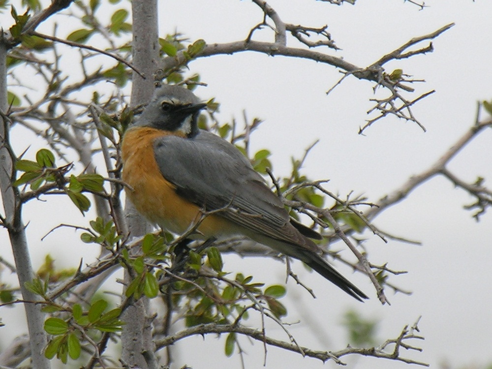 White-throated Robin