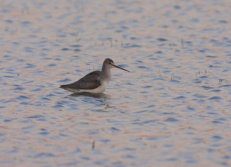 Spotted Redshank