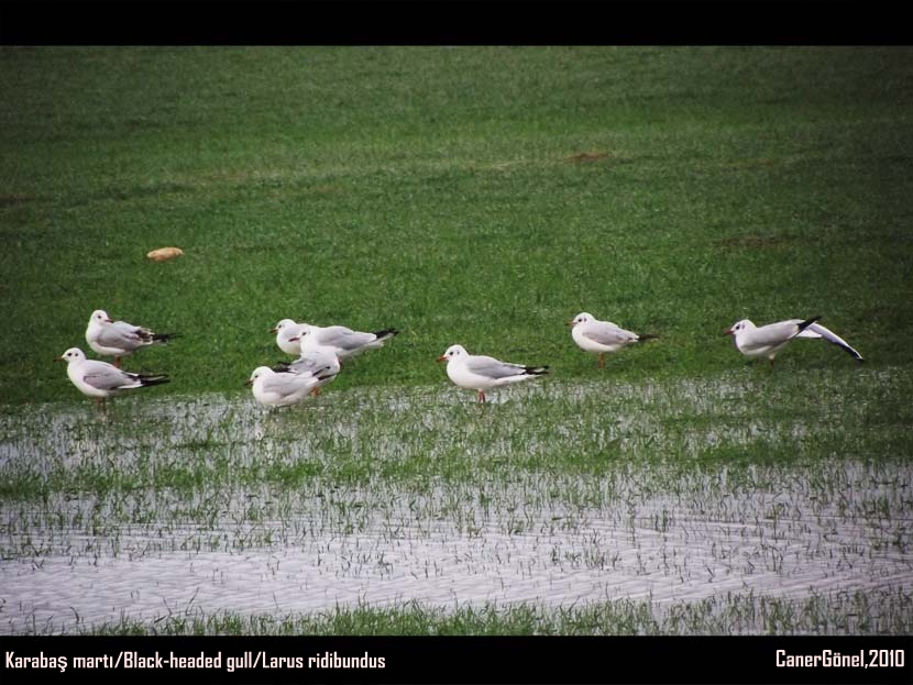 Black-headed Gull