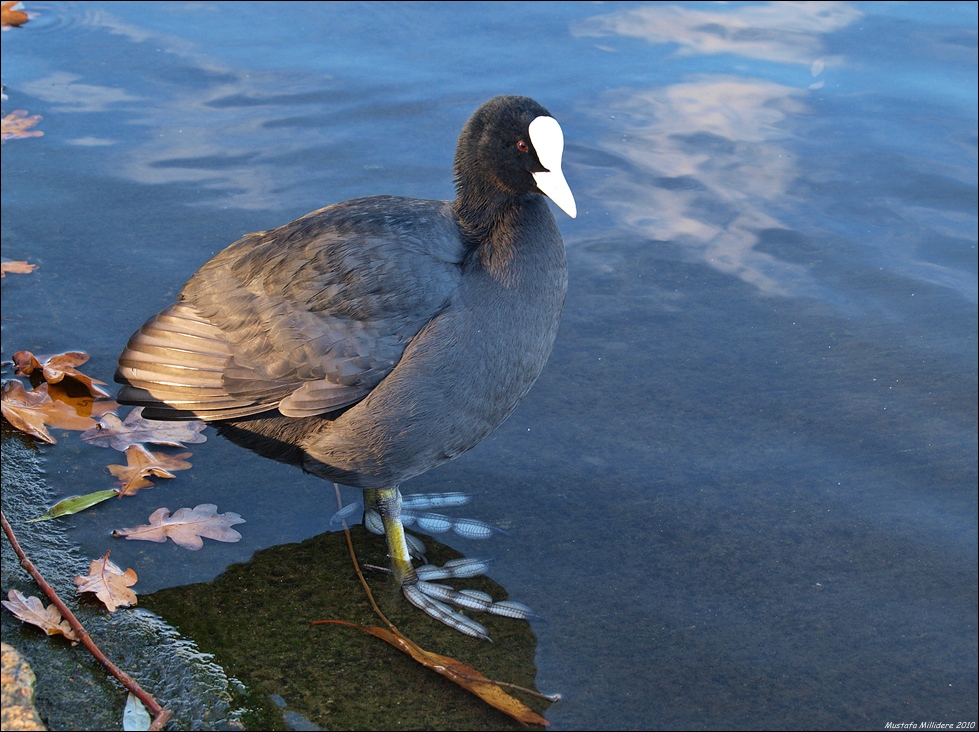 Eurasian Coot
