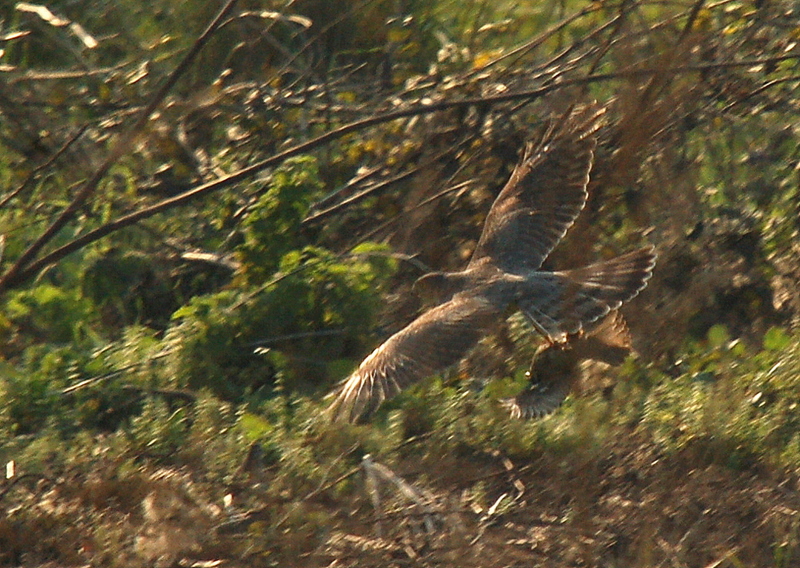 Eurasian Sparrowhawk
