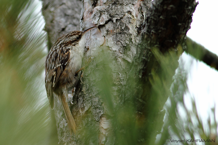 Short-toed Treecreeper