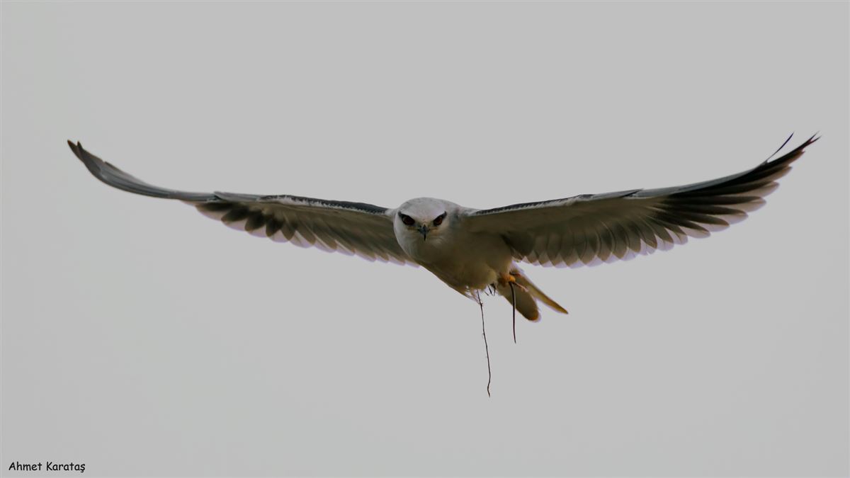 Black-winged Kite