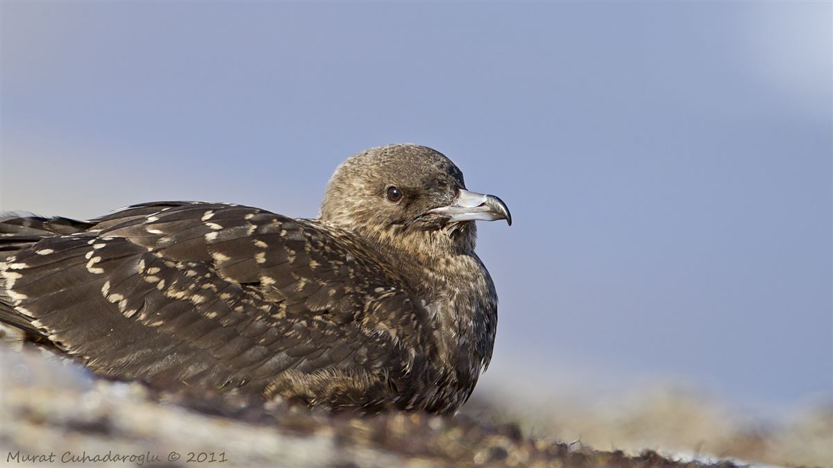 Pomarine Jaeger
