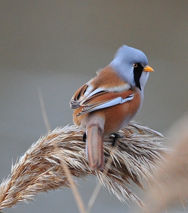 Bearded Reedling