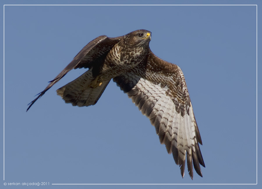 Common Buzzard