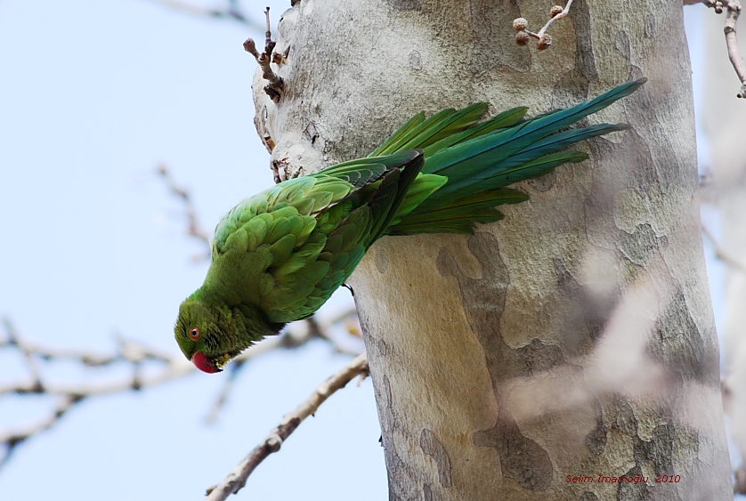 Rose-ringed Parakeet
