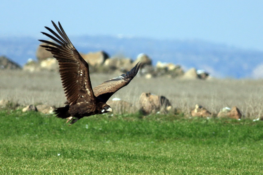 Cinereous Vulture