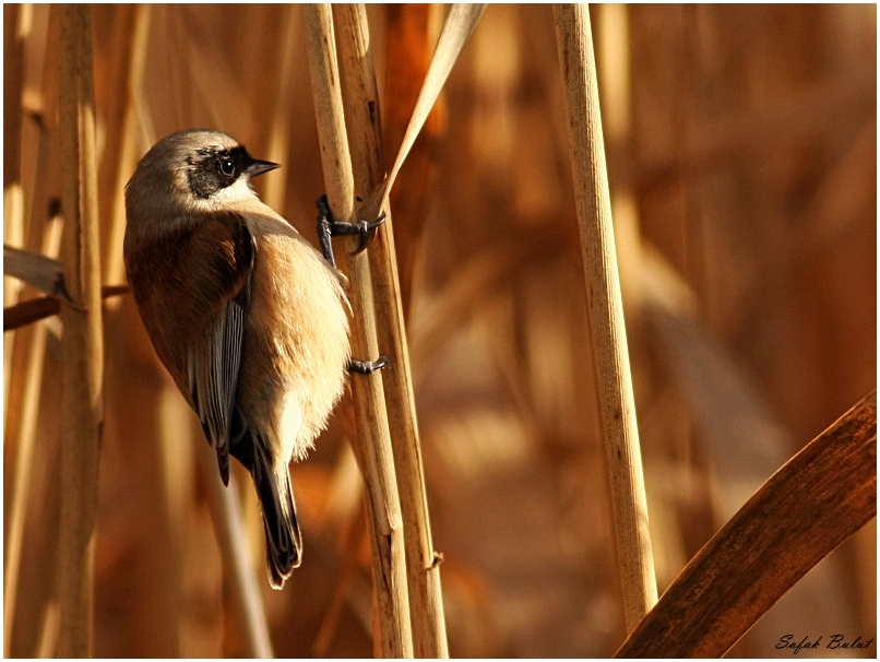 Eurasian Penduline Tit