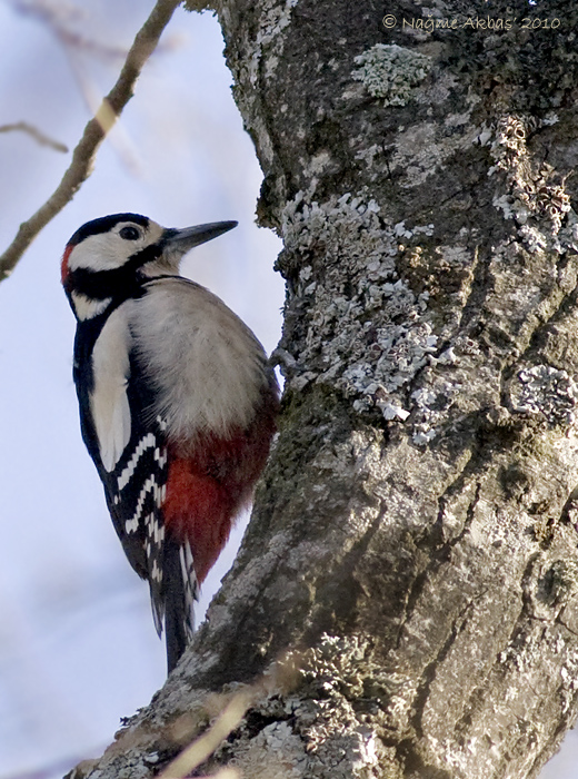 Great Spotted Woodpecker