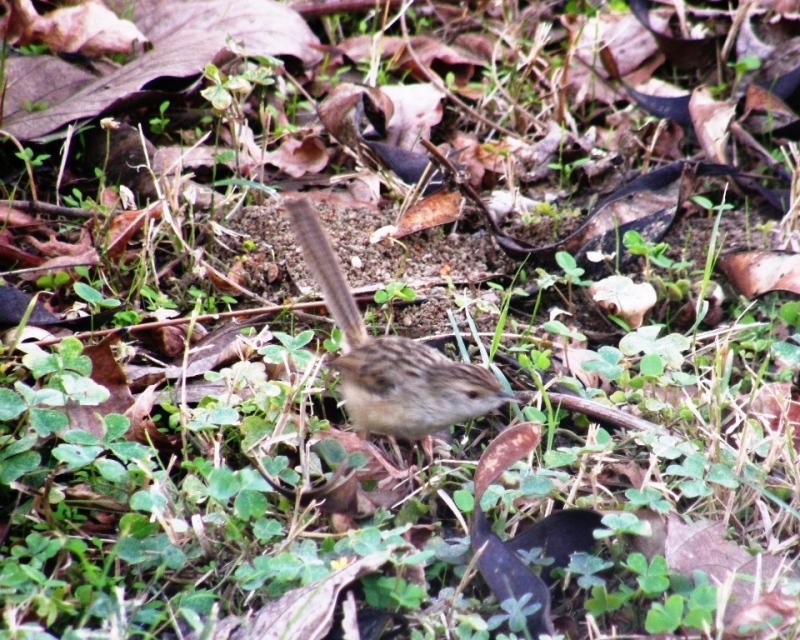 Delicate Prinia