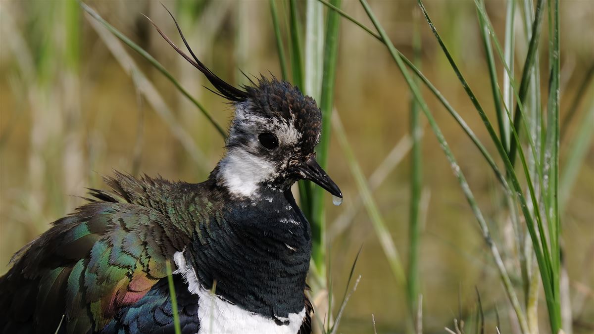 Northern Lapwing